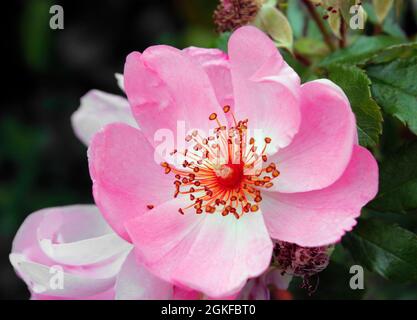 Gros plan d'une fleur rose légèrement parfumée sur le rosier Rosa 'Sweet Haze' à la fin de l'été Banque D'Images