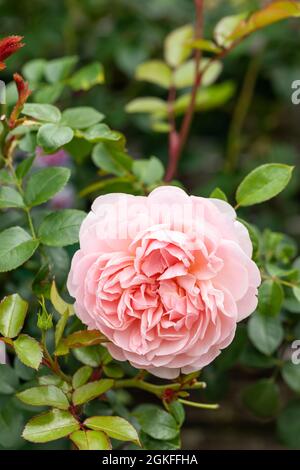 Gros plan d'une belle rose avec des pétales roses appelé Rosa Wildeve. Un arbuste anglais David Austin Rose Floraison au Royaume-Uni Banque D'Images