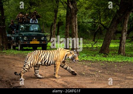 parc national de ranthambore, rajasthan, Inde - 10 août 2018 - tigre sauvage du bengale royal ouvert pendant la saison de la mousson et amoureux de la faune ou touriste Banque D'Images
