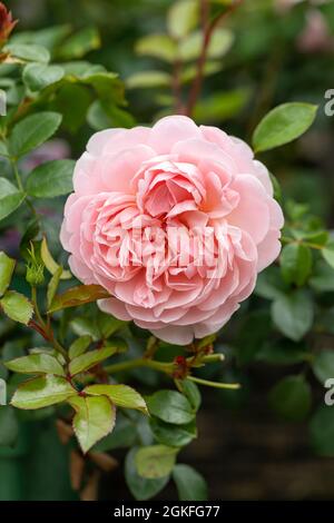 Gros plan d'une belle rose avec des pétales roses appelé Rosa Wildeve. Un arbuste anglais David Austin Rose Floraison au Royaume-Uni Banque D'Images