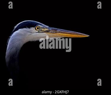 Gros plan de la tête d'un héron gris, Ardea cinerea, isolé sur fond noir Banque D'Images