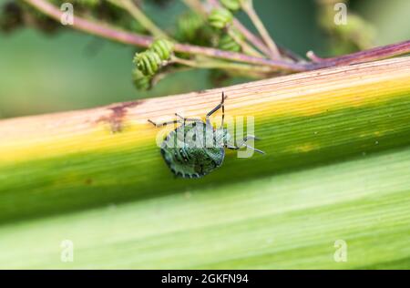 Nymphe du Green Shield Bug (Palomena prasina) Banque D'Images