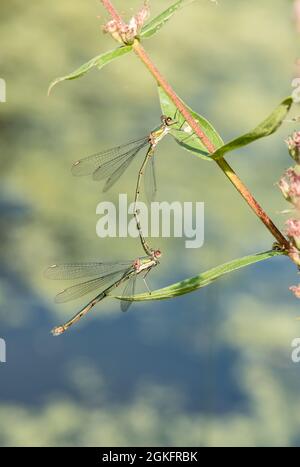 Saule perchée Damselfly (Chalcolestes viridis) Banque D'Images