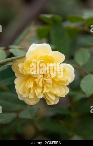 Une belle rose jaune en rampe appelée Rosa Malvern Hills. Une rose David Austin. ROYAUME-UNI Banque D'Images