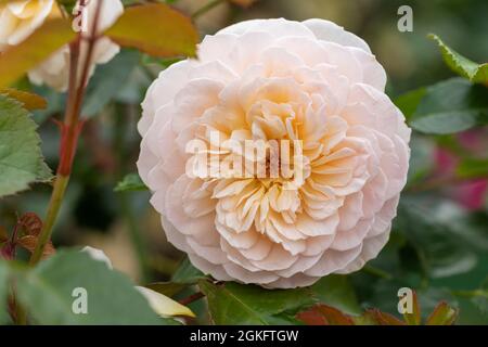 Une rose de David Austin appelée Rosa Emily Bronte. Un arbuste anglais rose tendre floraison de rose au Royaume-Uni Banque D'Images