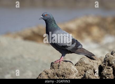 Dove de roche (Columba livia intermedia) adulte perché sur un monticule de boue séchée petit Rann de Kachchh, Gujarat, Inde Novembre Banque D'Images