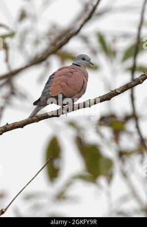 Tortue-colombe rouge (Streptopelia tranquebarica humilis) adulte perchée sur la branche de la PNP de Chitwan, au Népal Janvier Banque D'Images