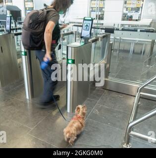 Femme voyageant avec un chien terrier du Yorkshire passant les portes de sécurité de l'aéroport en Espagne. Banque D'Images