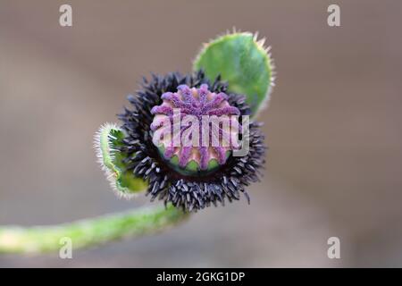 Gros plan sur le pavot rouge Papaver orientale, pistils complets aux teintes violettes vives. Banque D'Images