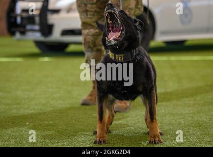 Esme, chien de travail militaire du 99e Escadron des forces de sécurité, aboie lors d'un exercice d'entraînement à la base aérienne de Nellis, Nevada, le 13 avril 2021. Au cours de la formation, les maîtres-chiens varient en fonction des emplacements et des scénarios afin d'exposer les chiens de travail à des environnements de travail variés et à des situations de stress élevé afin de maintenir leur niveau de compétence. Banque D'Images