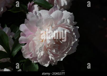 Paeonia matin Kiss.Fleur de pivoine rose double. Banque D'Images