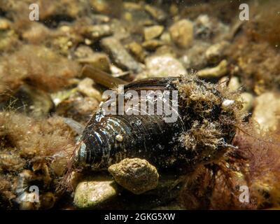 Vue rapprochée d'une moule bleue, Mytilus edulis, dans les eaux froides d'Europe du Nord Banque D'Images