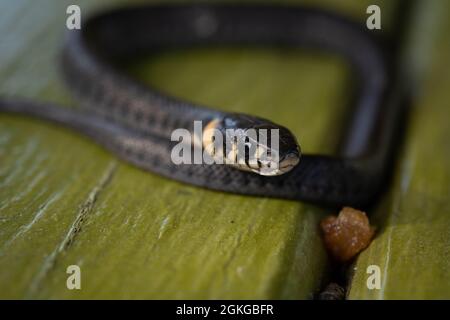 La couleuvre d'herbe (Natrix natrix) aussi connue sous le nom de serpent à anneaux ou serpent d'eau. Mise au point sélective, faible profondeur de champ. Banque D'Images