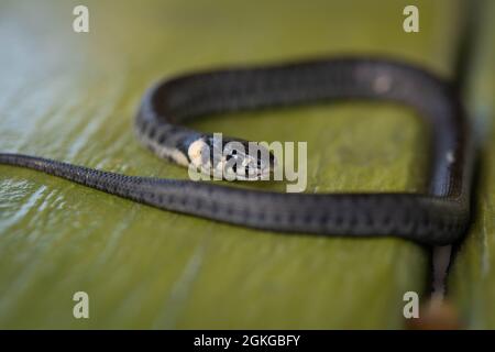 La couleuvre d'herbe (Natrix natrix) aussi connue sous le nom de serpent à anneaux ou serpent d'eau. Mise au point sélective, faible profondeur de champ. Banque D'Images