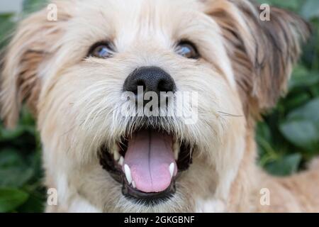 Chien mixte, gros plan sur le nez. Banque D'Images