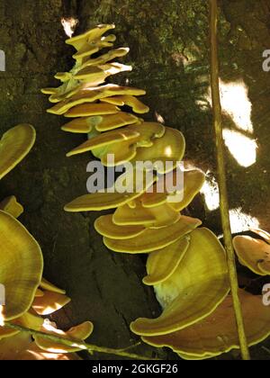 Gros plan du champignon appelé polypore de soufre ou poulet dans les bois, les champignons jaunes illuminés par de minuscules taches de lumière du soleil à travers les arbres. Banque D'Images