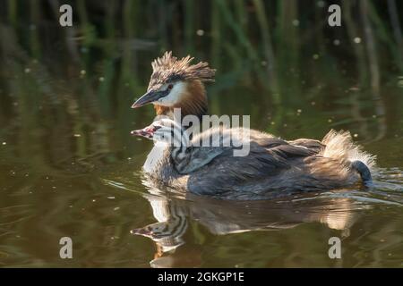 Grand Grebe à crête (Podiceps cristatus) oiseau aîné nageant dans le fossé transportant la poussette sur il est de retour Banque D'Images