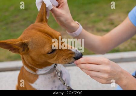 Inconnu femme caucasienne prenant soin de son chien d'animal de compagnie - mains de fille de l'utilisation de l'essuie-glace humide pour nettoyer la tête de son animal adulte basenji Banque D'Images