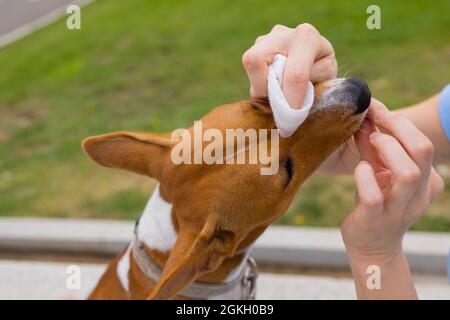 Inconnu femme caucasienne prenant soin de son chien d'animal de compagnie - mains de fille de l'utilisation de l'essuie-glace humide pour nettoyer la tête de son animal adulte basenji Banque D'Images