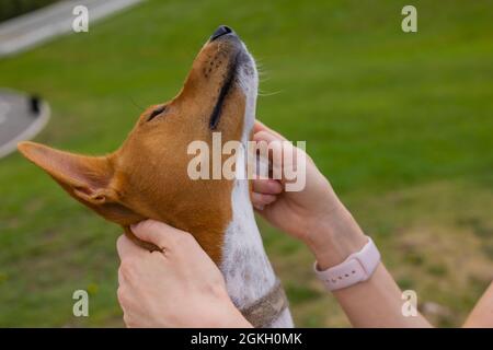 Inconnu femme caucasienne prenant soin de son chien d'animal de compagnie - mains de fille de l'utilisation de l'essuie-glace humide pour nettoyer la tête de son animal adulte basenji Banque D'Images