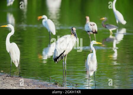 Pêche aux grands aigrettes blanches (Ardea alba) et aux Storks de bois (Mycteria Americana), île de Sanibel, J.N. Ding Darling National Wildlife refuge, Floride, États-Unis Banque D'Images