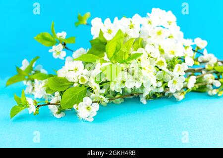 Branches de fleurs de pommier blanc de printemps sur fond de papier tourquase bleu vif. Banque D'Images
