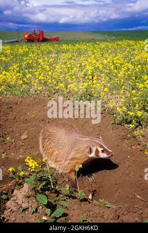 ANNÉES 1990 BADGER TAXIDEA TAXUS QUI A CAUSÉ DES DÉGÂTS À LA TERRE D'UNE FERME DE CANOLA DE COLZA COMME IL DIGUE POUR LES RONGEURS VERS INSECTES - 157395 ULR001 HARS À L'ANCIENNE Banque D'Images