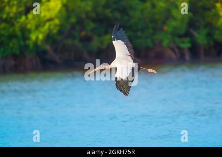 Wood Stork (Mycteria Americana) en vol, île de Sanibel, J.N. Ding Darling National Wildlife refuge, Floride, États-Unis Banque D'Images