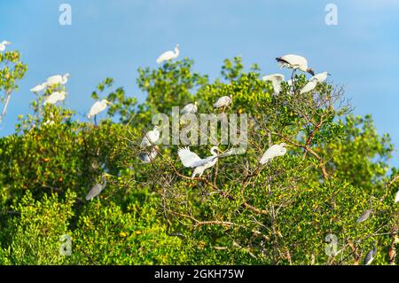 Groupe de grands aigrettes blanches (Ardea alba) et de bois de porc (Mycteria Americana) perçant sur un arbre, île Sanibel, J.N. Ding Darling National Wildlife Ref Banque D'Images