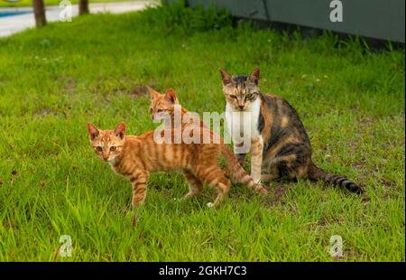 famille sauvage de chats errants dans le parc Banque D'Images