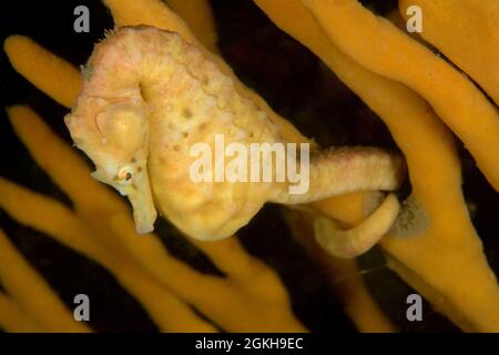 Hippocampe femelle à ventre martelé, Hippocampus abdominalis. La Perouse, Nouvelle-Galles du Sud, Australie profondeur: 17,1m. Banque D'Images