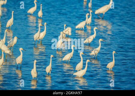 Groupe de pêche à l'Egret de neige (Egretta thula), île de Sanibel, J.N. Ding Darling National Wildlife refuge, Floride, États-Unis Banque D'Images