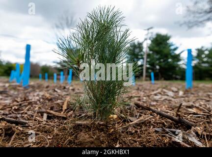 Un pin blanc de l'est non couvert est planté parmi un petit champ d'autres au lac Crooked Creek lors d'un événement du jour de la Terre 2021 organisé à Ford City, en Pennsylvanie, le 22 avril 2021. Environ 20 bénévoles ont participé à l'événement pour planter 200 jeunes arbres, dont le pin blanc de l'est et le chêne blanc de marais, donnés par West Penn Power. Crooked Creek est l'un des 16 réservoirs de contrôle des crues dans le district de Pittsburgh du U.S. Army corps of Engineers. Plusieurs réservoirs et parcs du district de Pittsburgh ont célébré le jour de la Terre en organisant soit un nettoyage volontaire, soit une journée de plantation d'arbres. Banque D'Images