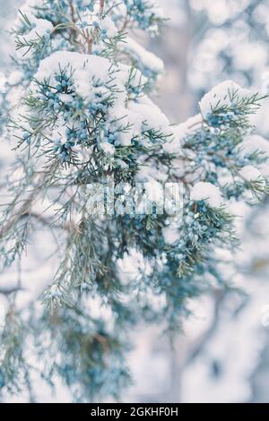 Baies de genévrier dans la neige. Bague de cyprès de conifères. Épinette canadienne par temps neigeux. Nouvel an et concert de Noël pour cartes postales et affiches. Banque D'Images