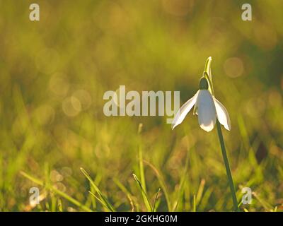 Snowdrop rétroéclairé unique (Galanthus nivalis) dans la lueur du soleil de printemps brillant à Cumbria, Angleterre, Royaume-Uni Banque D'Images