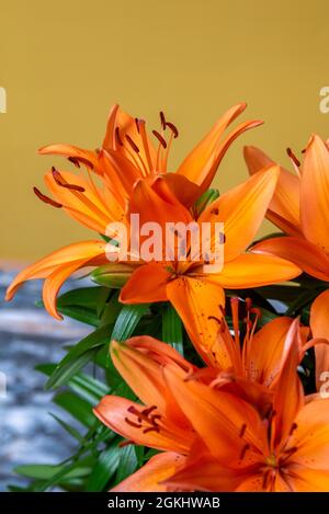 Bouquet de lys asiatiques orange sur fond jaune Banque D'Images