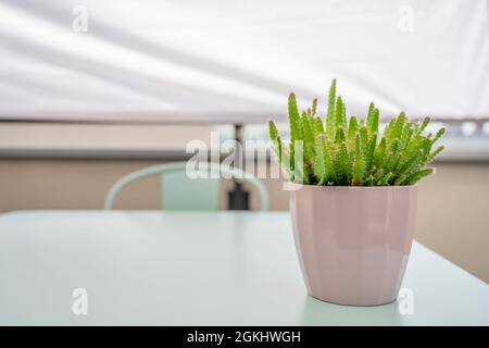 Hylocereus undatus en pot rose sur table de jardin bleu clair protégée du soleil par un auvent blanc Banque D'Images