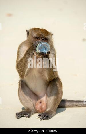 Monkey buvant du liquide à partir d'une bouteille donnée par un touriste sur sa plage Banque D'Images