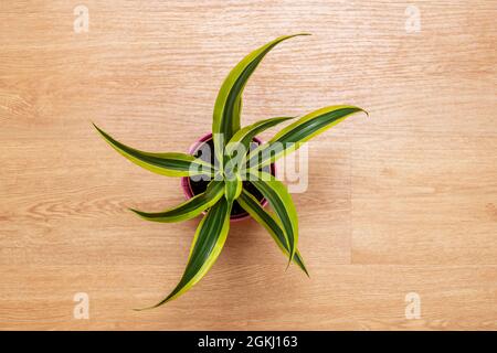 Dracaena citron vert, plante de serpent. Belle image de la plante vue de dessus sur le sol en chêne Banque D'Images