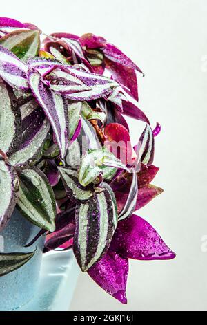 gros plan des feuilles de tradescantia en violet et vert suspendues dans un pot bleu Banque D'Images