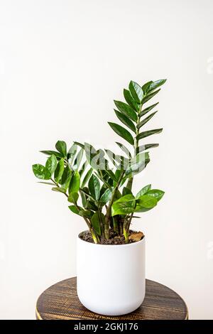 Photo verticale d'une plante intérieure dans un pot aux formes arrondies et de couleur blanche Banque D'Images