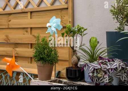 Plusieurs plantes d'intérieur bronzer dans un groupe et quelques moulins à vent les gardant compagnie avec le bois et le béton dans l'arrière-plan Banque D'Images