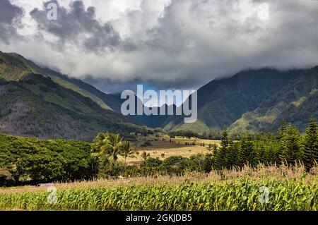 Vallée fertile et montagnes sur l'île de maui. Banque D'Images