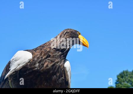 Aigle de mer de Steller sur fond de ciel bleu. Haliaeetus pelagicus - est un grand oiseau de proie diurne de la famille des Accipitridae. Oiseau de Banque D'Images