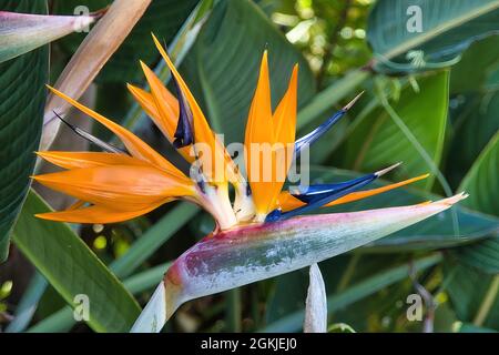 Gros plan extrême d'un oiseau orange vif de la fleur de paradis sur Maui. Banque D'Images