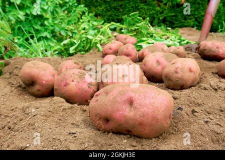 Pommes de terre Red Pontiac fraîchement moulées (Solanum tuberosum) au sol avec fourchette de jardinage. Banque D'Images