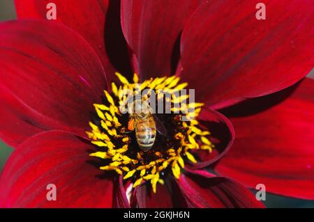 Une abeille occidentale (API mellifera) au centre d'une fleur de Dahlia rouge (Merlot Madness). Banque D'Images