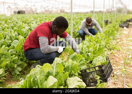 Horticulteur afro-américain récoltant du verger vert Banque D'Images