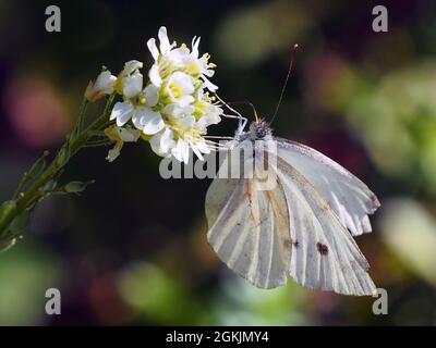 Gros plan d'un papillon blanc de chou collectant le nectar de la fleur blanche sur une plante alyssum de haut avec un fond flou. Banque D'Images