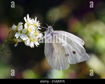 Gros plan d'un papillon blanc de chou collectant le nectar de la fleur blanche sur une plante alyssum de haut avec un fond flou. Banque D'Images